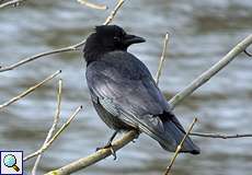 Rabenkrähe (Corvus corone) am Kemnader See