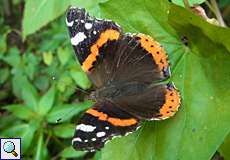 Admiral (Vanessa atalanta) am Ufer des Kemnader Sees