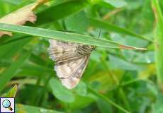 Unterseite eines Olivbraunen Zünslers (Pyrausta despicata) am Ufer des Kemnader Sees