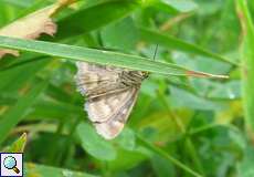 Unterseite eines Olivbraunen Zünslers (Pyrausta despicata) am Ufer des Kemnader Sees