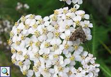 Rundstirnmotte (Anthophila fabriciana) am Ufer des Kemnader Sees