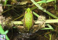 Teichfrosch (Pelophylax esculentus) am Kemnader See