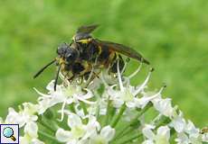 Knotenwespe (Cerceris sp.) mit Beute am Ufer des Kemnader Sees