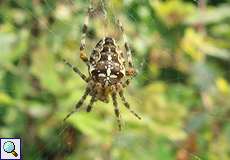 Gartenkreuzspinne (Araneus diadematus) am Ufer des Kemnader Sees