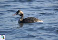 Haubentaucher (Podiceps cristatus) am Kemnader See