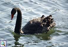 Trauerschwan (Cygnus atratus) am Kemnader See