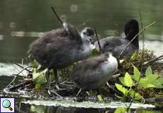 Blässhuhn-Familie (Fulica atra) am Kemnader See