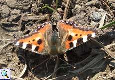Kleiner Fuchs (Aglais urticae)