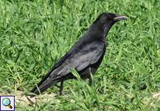 Rabenkrähe (Corvus corone)