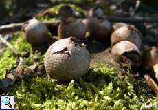 Birnenstäubling (Lycoperdon pyriforme)