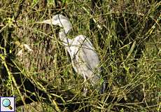 Graureiher (Ardea cinerea)
