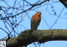 Rotkehlchen (Erithacus rubecula)