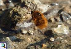 Großer Wollschweber (Bombylius major)