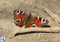 Tagpfauenauge (Aglais io)