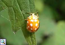 Sechzehnfleckiger Marienkäfer (Halyzia sedecimguttata)