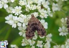 Rundstirnmotte (Anthophila fabriciana)