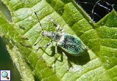 Brennnessel-Grünrüssler (Phyllobius pomaceus)