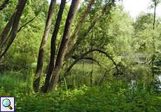 Frühlingsgrün im Naturschutzgebiet Oberes Oelbachtal
