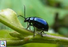 Blauer Erlenblattkäfer (Agelastica alni)
