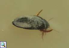 Gemeiner Schnellschwimmer (Agabus bipustulatus)