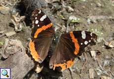 Admiral (Vanessa atalanta)