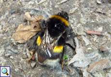 Erdhummel (Bombus sp.)