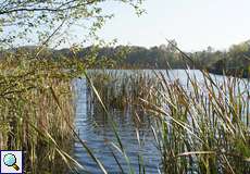 Ölbachteich mit Röhrichtzone