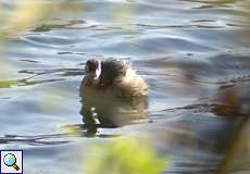 Zwergtaucher (Tachybaptus ruficollis) auf einem Ölbachteich