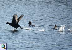 Blässhuhn (Fulica atra) und Tafelenten (Aythya ferina) auf dem Mündungs-Ölbachteich