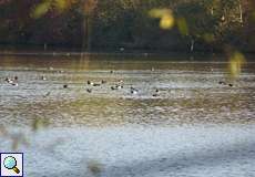 Reiherenten und Blässhühner auf dem Mündungs-Ölbachteich