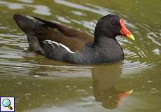 Teichhuhn (Gallinula chloropus) im NSG Tippelsberg/Berger Mühle