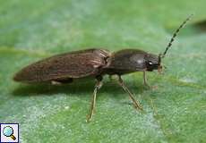 Rotbauchiger Laubschnellkäfer (Athous haemorrhoidalis) im NSG Tippelsberg/Berger Mühle