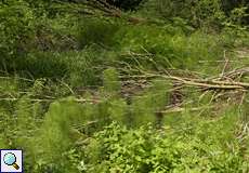 Ausgedehnter Bestand des Riesenschachtelhalms (Equisetum telmateia) im NSG Tippelsberg/Berger Mühle