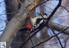 Buntspecht (Dendrocopos major) im NSG Tippelsberg/Berger Mühle