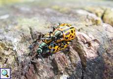 Gefleckter Weidenblattkäfer (Chrysomela vigintipunctata) im NSG Tippelsberg/Berger Mühle