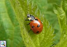 Siebenpunkt-Marienkäfer (Coccinella septempunctata) im NSG Tippelsberg/Berger Mühle
