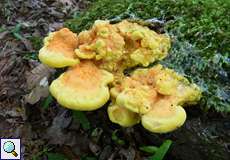 Schwefelporling (Laetiporus sulphureus) im NSG Tippelsberg/Berger Mühle
