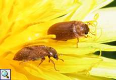 Kleinäugiger Himbeerkäfer (Byturus tomentosus) im NSG Tippelsberg/Berger Mühle