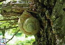 Weinbergschnecke (Helix pomatia) im NSG Tippelsberg/Berger Mühle