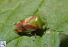 Wipfel-Stachelwanze (Acanthosoma haemorrhoidale) im NSG Tippelsberg/Berger Mühle