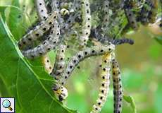 Raupen der Pfaffenhütchen-Gespinstmotte (Yponomeuta cagnagella) im NSG Tippelsberg/Berger Mühle