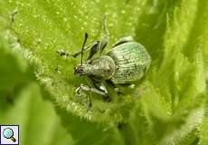 Brennnessel-Grünrüssler (Phyllobius pomaceus) im NSG Tippelsberg/Berger Mühle