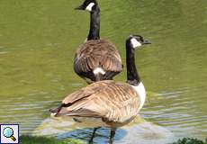 Kanadagans (Branta canadensis) im NSG Tippelsberg/Berger Mühle