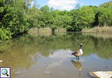 Der Untere Stemberg-Teich im NSG Tippelsberg/Berger Mühle