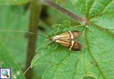 Männlicher Degeers Langfühler (Nemophora degeerella) im NSG Tippelsberg/Berger Mühle