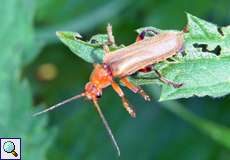 Variabler Weichkäfer (Cantharis livida) im NSG Tippelsberg/Berger Mühle