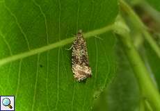 Gebänderter Wickler (Celypha lacunana) im NSG Tippelsberg/Berger Mühle