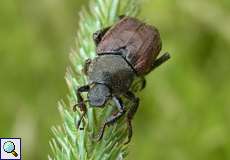 Gras-Laubkäfer (Hoplia sp.) im NSG Tippelsberg/Berger Mühle