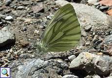 Rapsweißling (Pieris napi) im NSG Tippelsberg/Berger Mühle