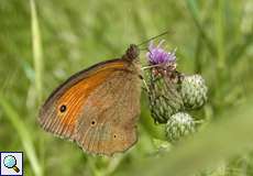 Großes Ochsenauge (Maniola jurtina) im NSG Tippelsberg/Berger Mühle
